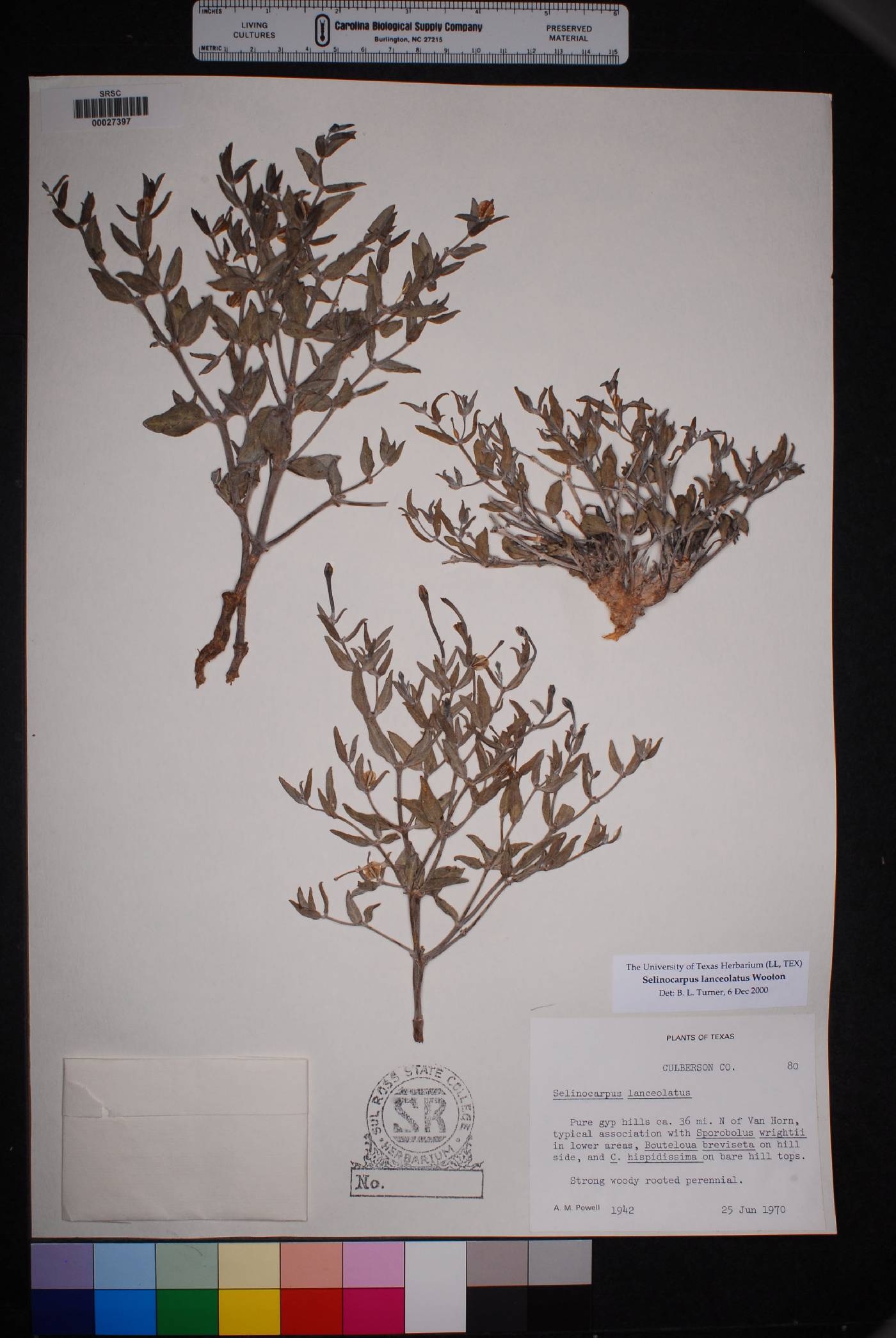 Acleisanthes lanceolata var. lanceolata image