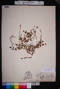 Acleisanthes longiflora image