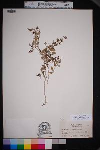 Acleisanthes longiflora image