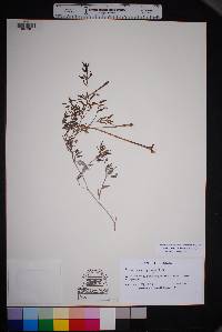 Acleisanthes longiflora image