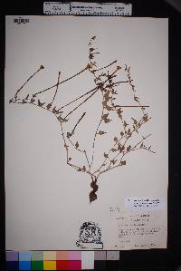 Acleisanthes longiflora image