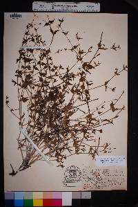 Acleisanthes longiflora image