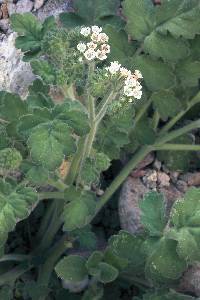 Phacelia rupestris image