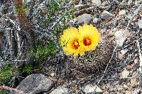 Coryphantha echinus var. echinus image