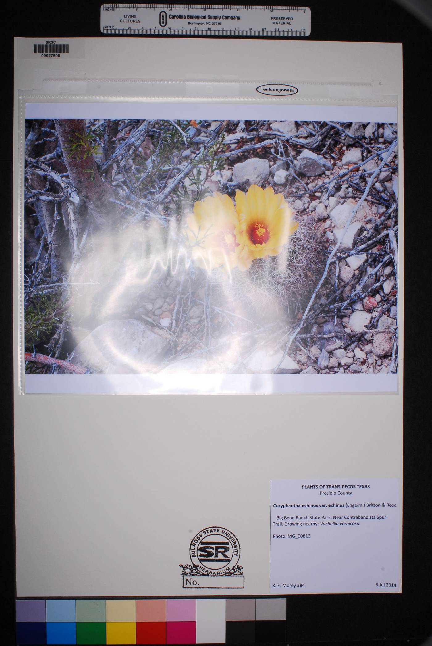 Coryphantha echinus var. echinus image