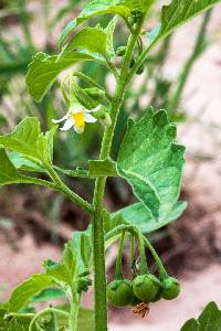 Solanum ptychanthum image