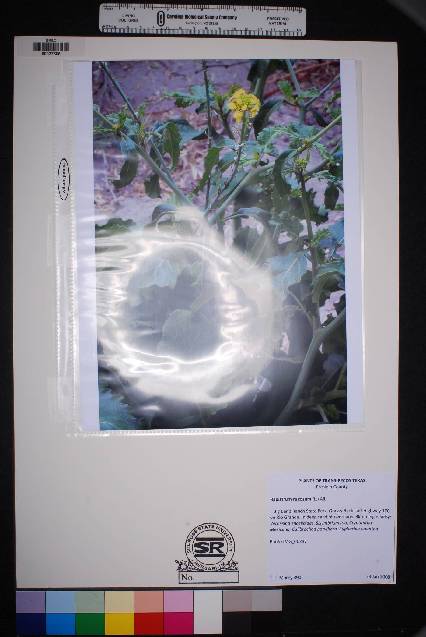 Rapistrum image
