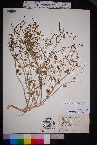 Acleisanthes parvifolia image