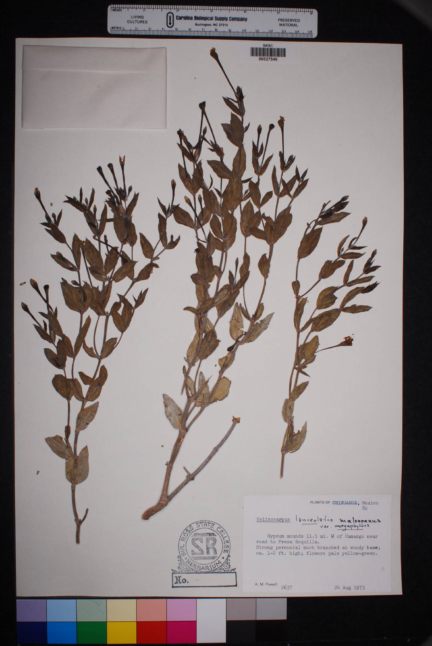 Acleisanthes lanceolata var. megaphylla image