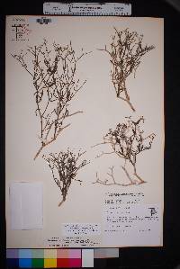 Acleisanthes purpusiana var. marshii image