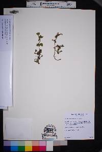 Bacopa rotundifolia image