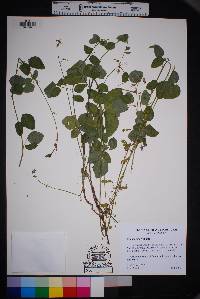 Desmodium grahamii image