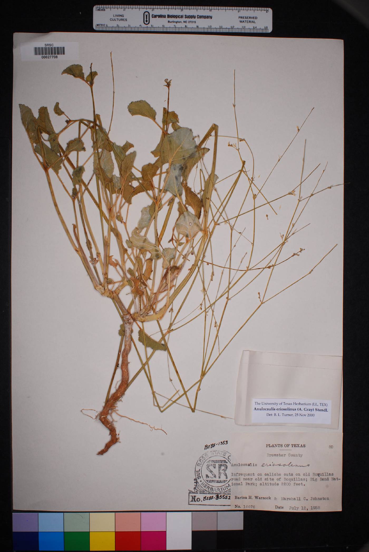 Anulocaulis eriosolenus image