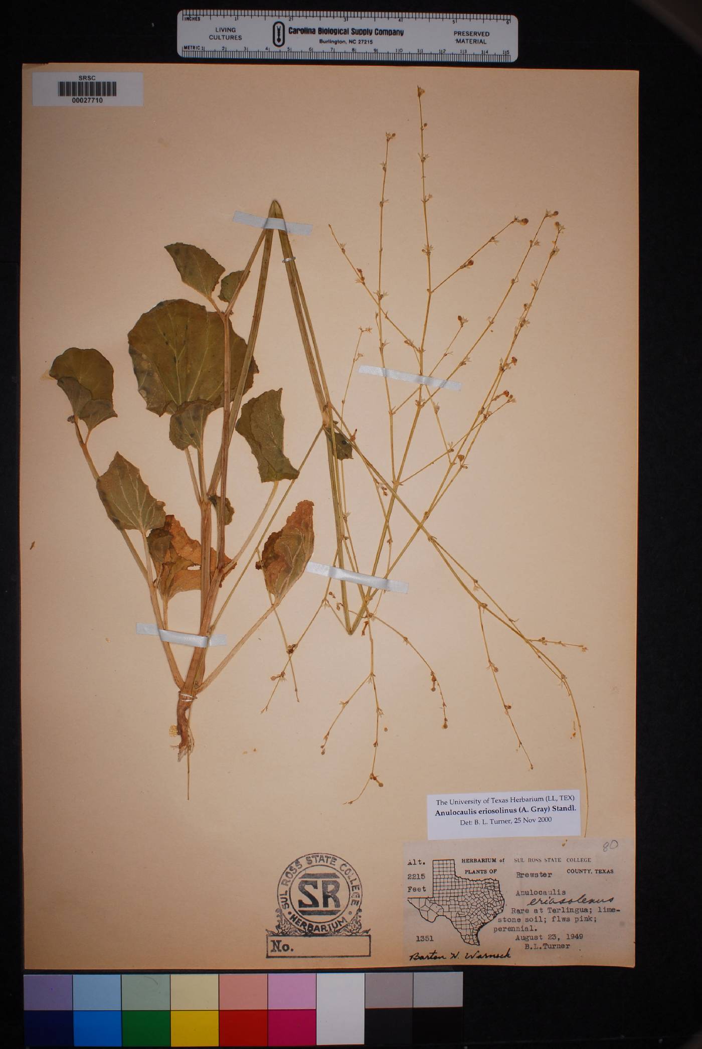 Anulocaulis eriosolenus image