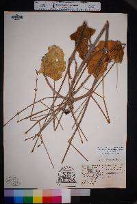 Anulocaulis leiosolenus var. leiosolenus image