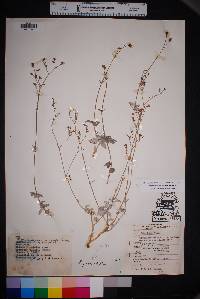 Boerhavia anisophylla image