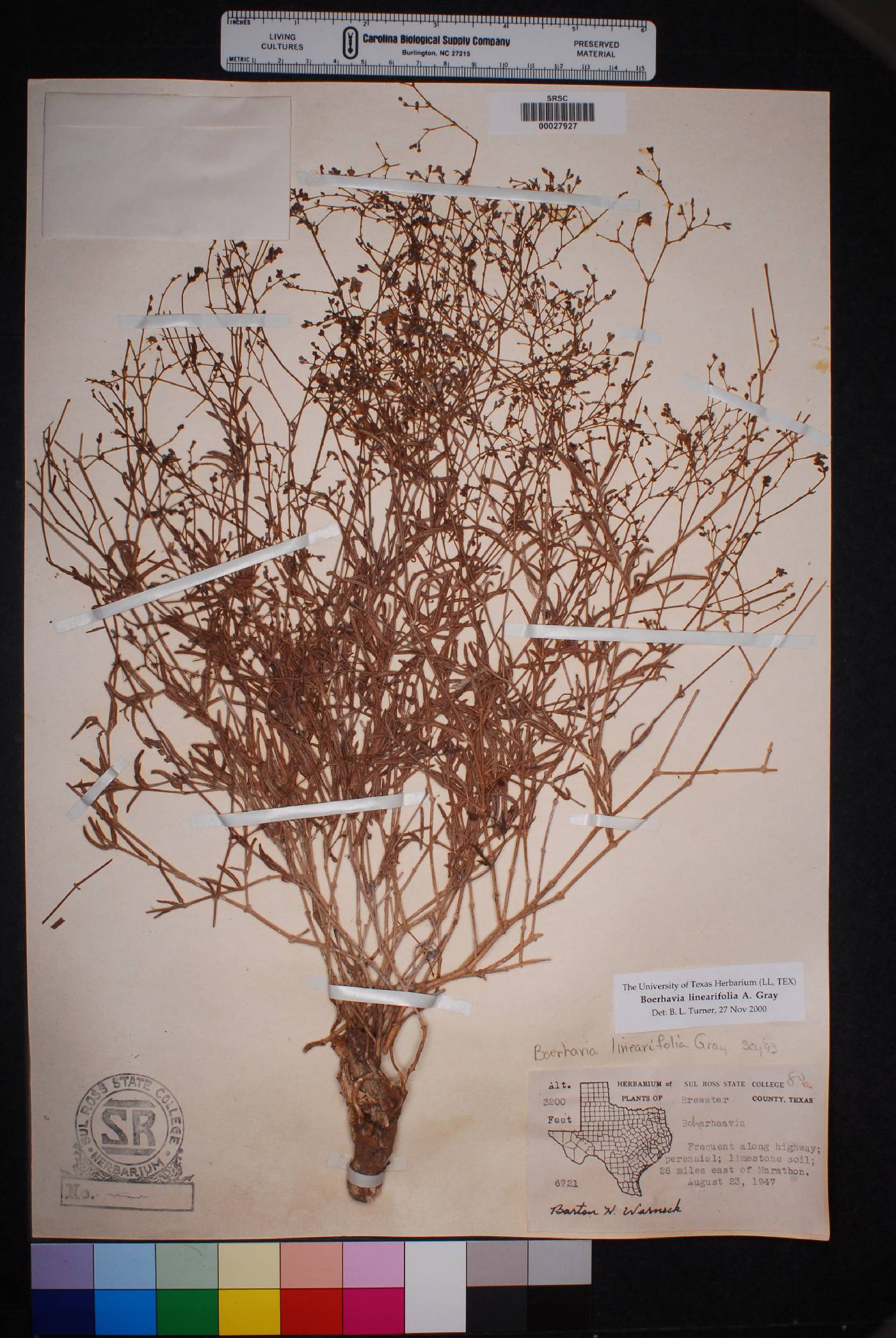 Boerhavia linearifolia image