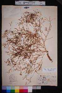 Boerhavia linearifolia image