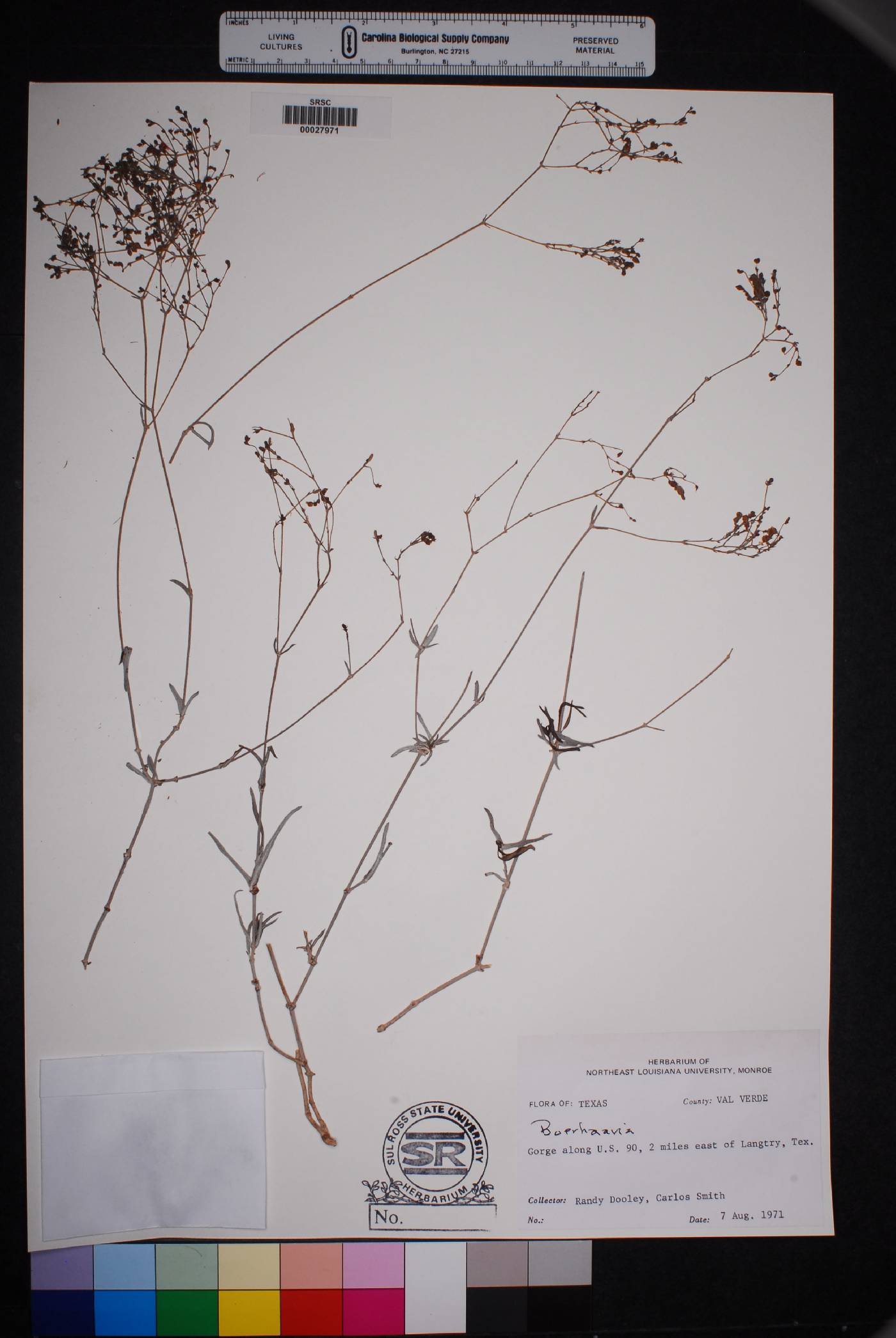 Boerhavia linearifolia image