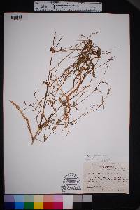 Boerhavia purpurascens image