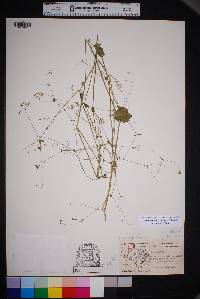 Commicarpus scandens image