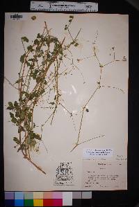 Commicarpus scandens image