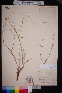 Cyphomeris gypsophiloides image