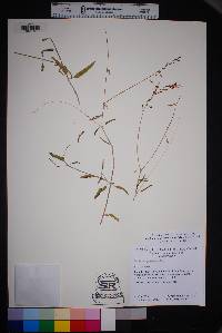 Cyphomeris gypsophiloides image