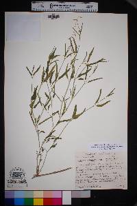 Cyphomeris gypsophiloides image