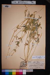 Cyphomeris gypsophiloides image