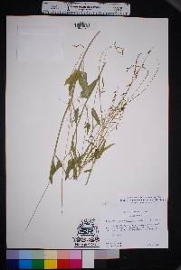 Cyphomeris gypsophiloides image