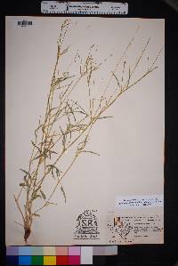 Cyphomeris gypsophiloides image