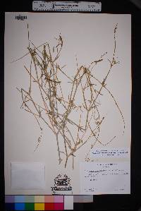 Cyphomeris gypsophiloides image