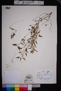 Cyphomeris gypsophiloides image