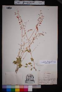 Cyphomeris gypsophiloides image