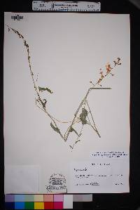 Cyphomeris gypsophiloides image