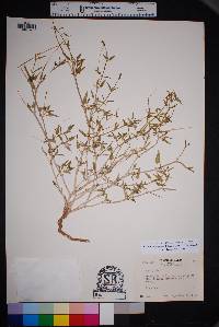 Cyphomeris gypsophiloides image