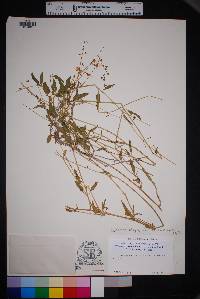 Cyphomeris gypsophiloides image