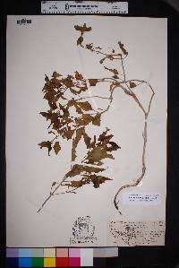 Mirabilis albida image