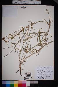 Mirabilis linearis image