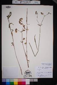 Mirabilis linearis image