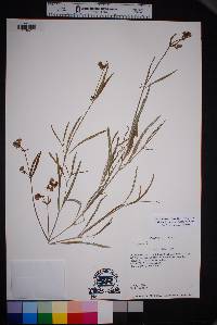 Mirabilis linearis image