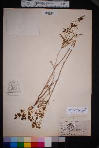 Mirabilis linearis image