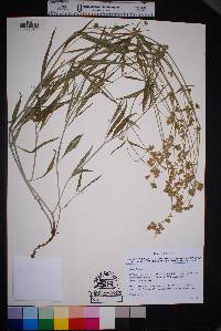 Mirabilis linearis image