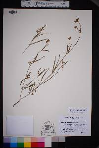 Mirabilis linearis image