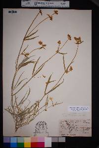 Mirabilis linearis image