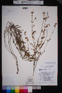 Mirabilis linearis image