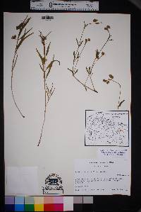 Mirabilis linearis image