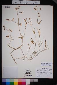 Mirabilis linearis image