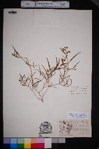 Mirabilis linearis image